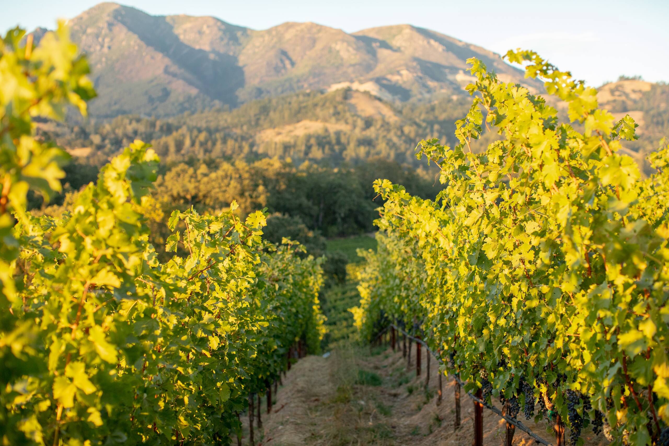 Lush green vine leaves and branches against mountain vista