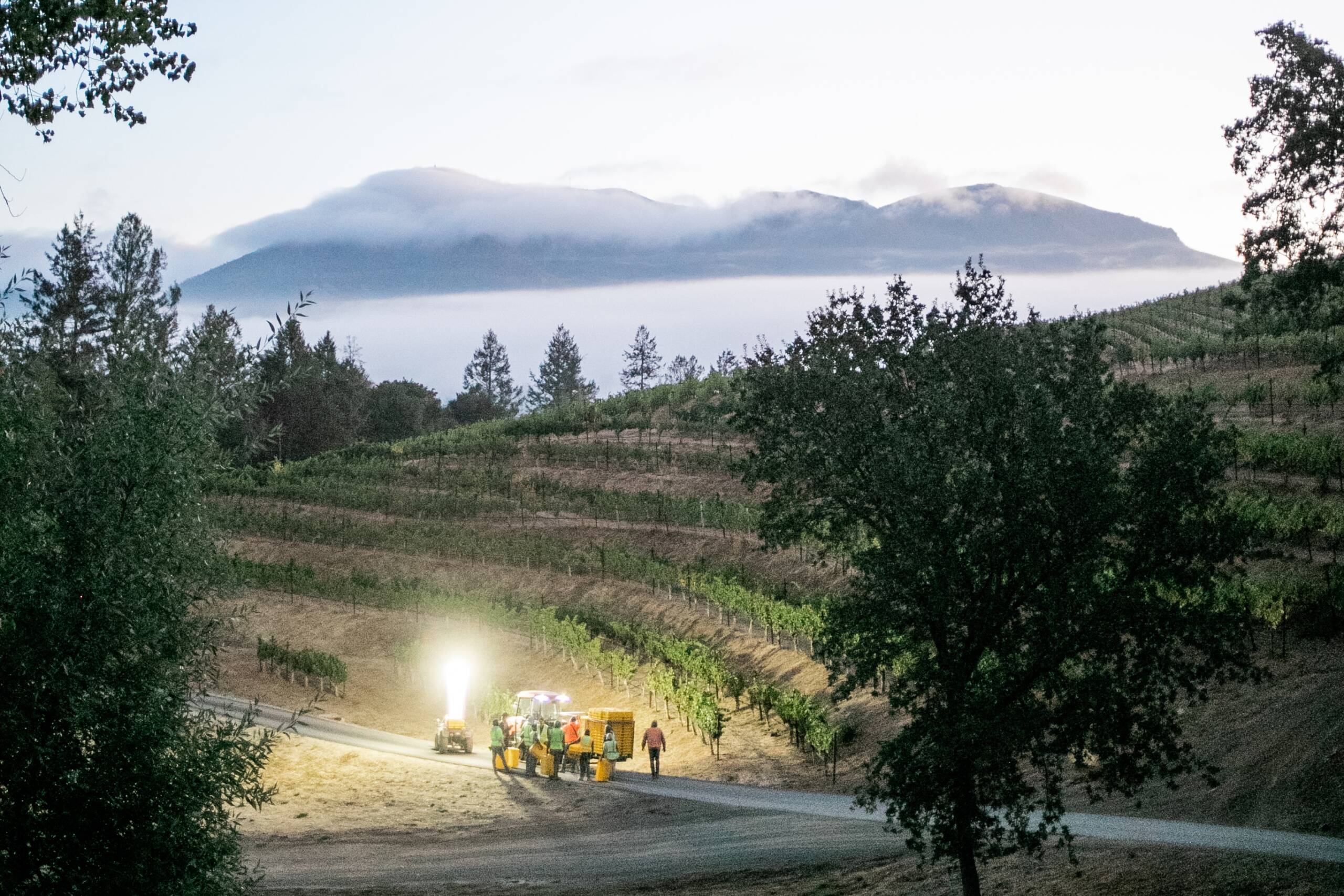 Dawn harvest with fog and mountaintops in background