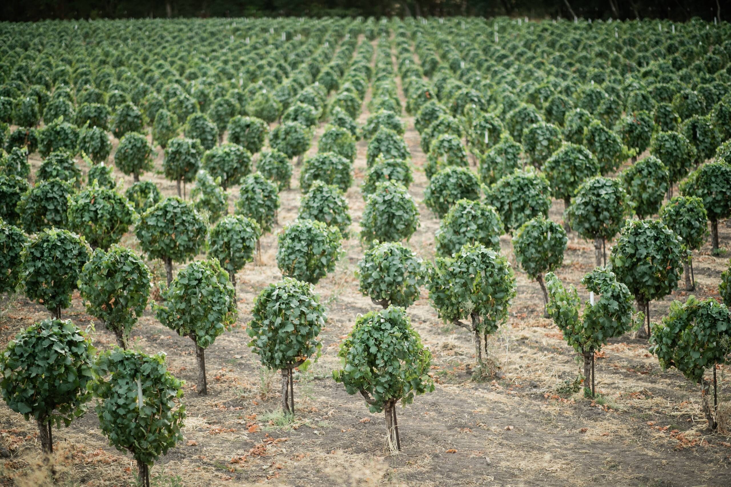 Vineyard of head trained old vines looking like lollipops