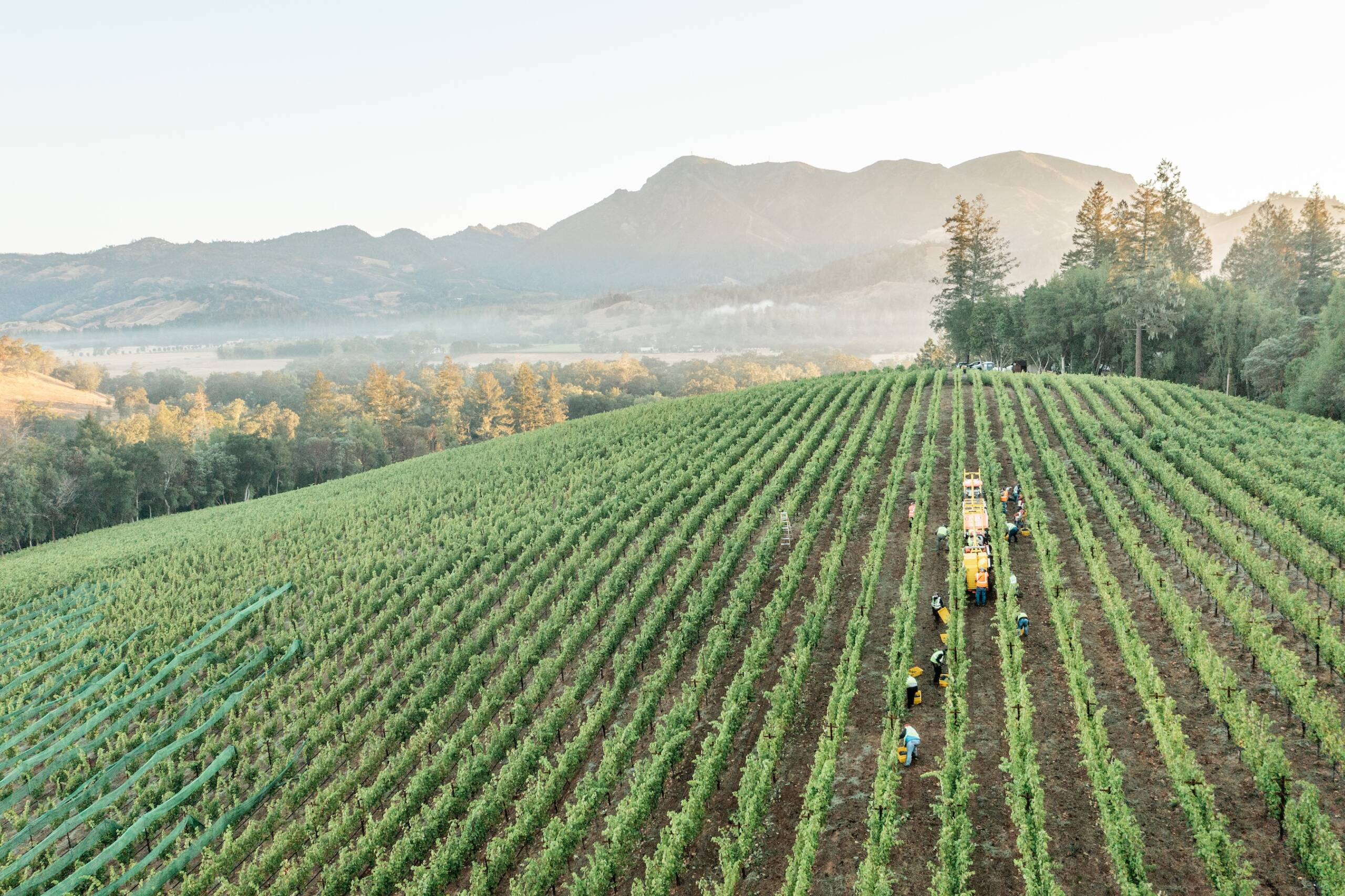 Tractor and harvest workers on hilltop vineyard in Sonoma's Knights Valley