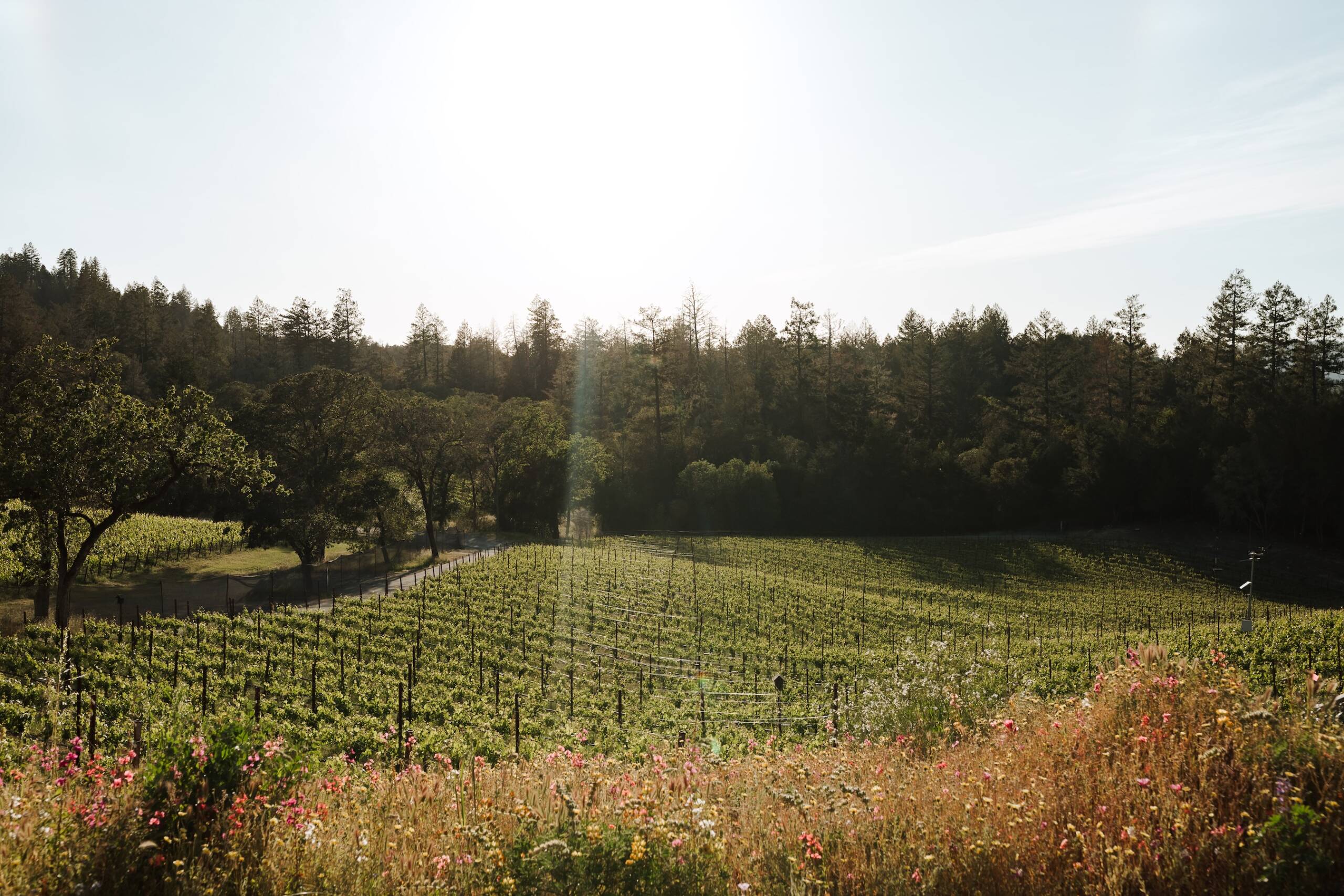 wildflowers and vines, with forest in background and sunlight streaming through