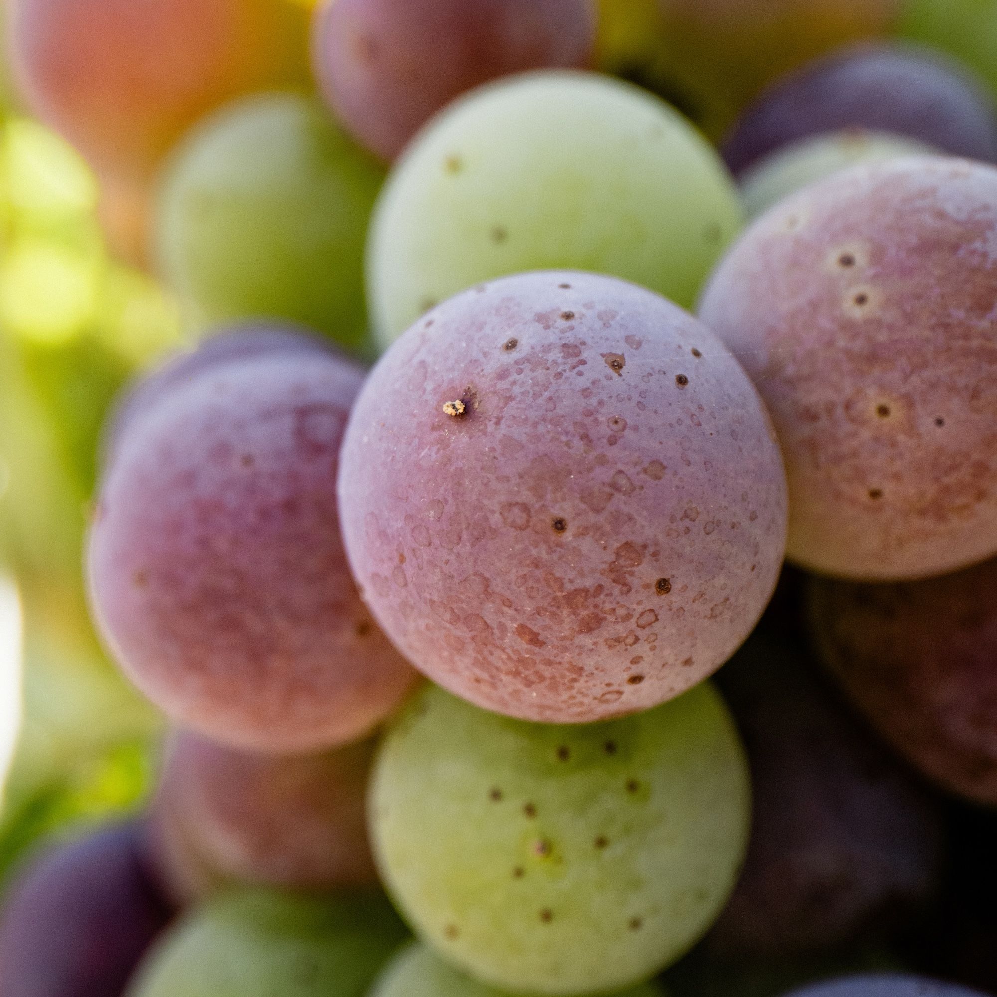 Close up of grapes at veraison, with some pink and others green.