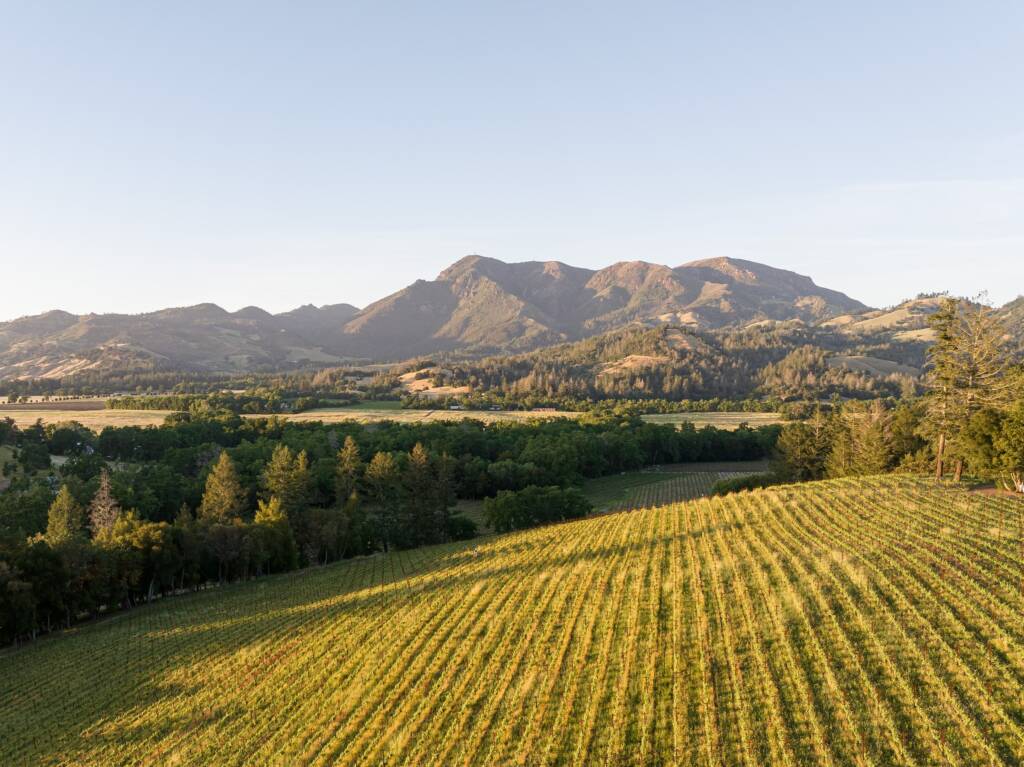 Sunny vineyard with mountains in background.