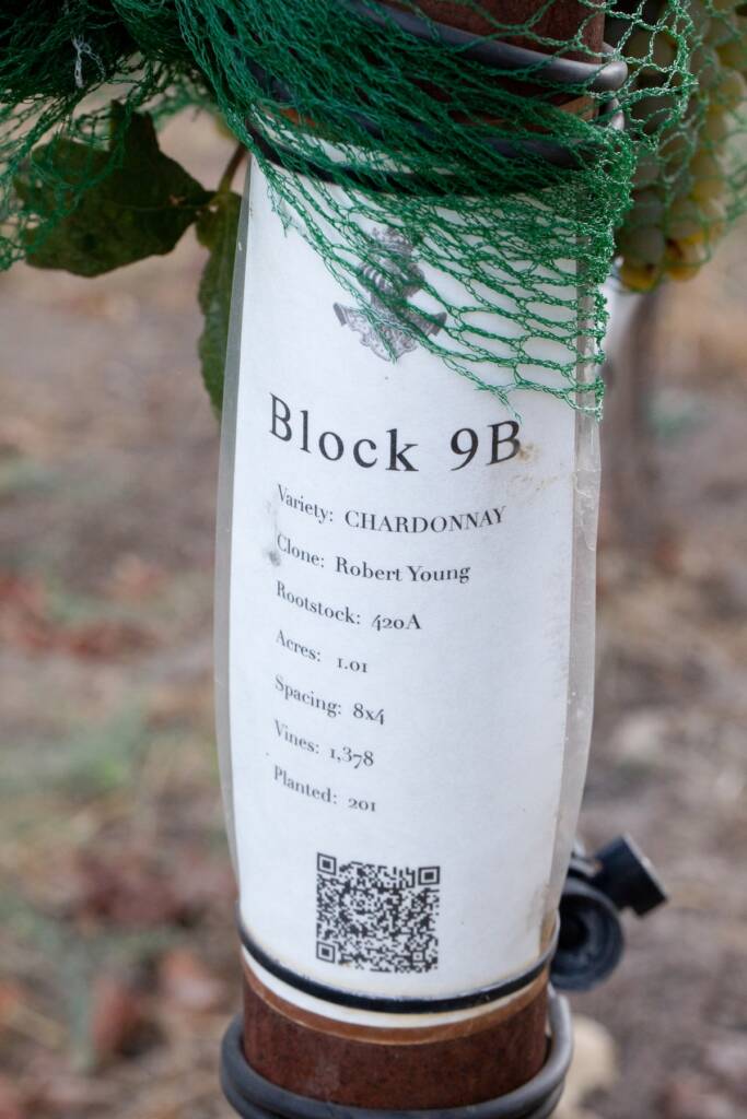 Block 9B end row sign showing Wente clone is planted.