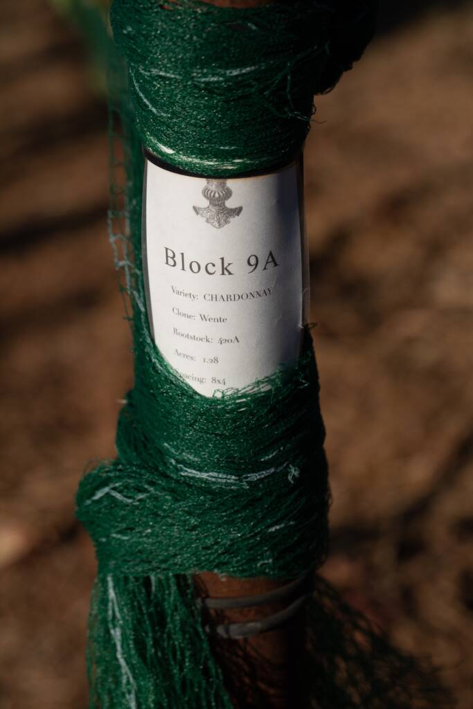 Block 9B end row sign showing Robert Young clone is planted.
