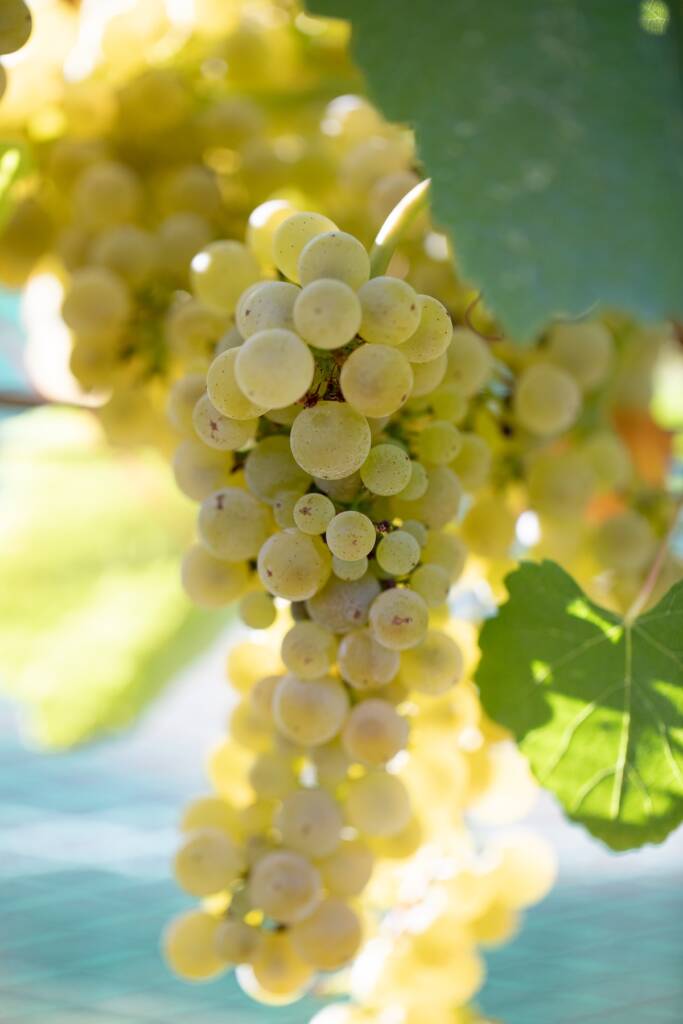Chardonnay grape cluster in sunlight.