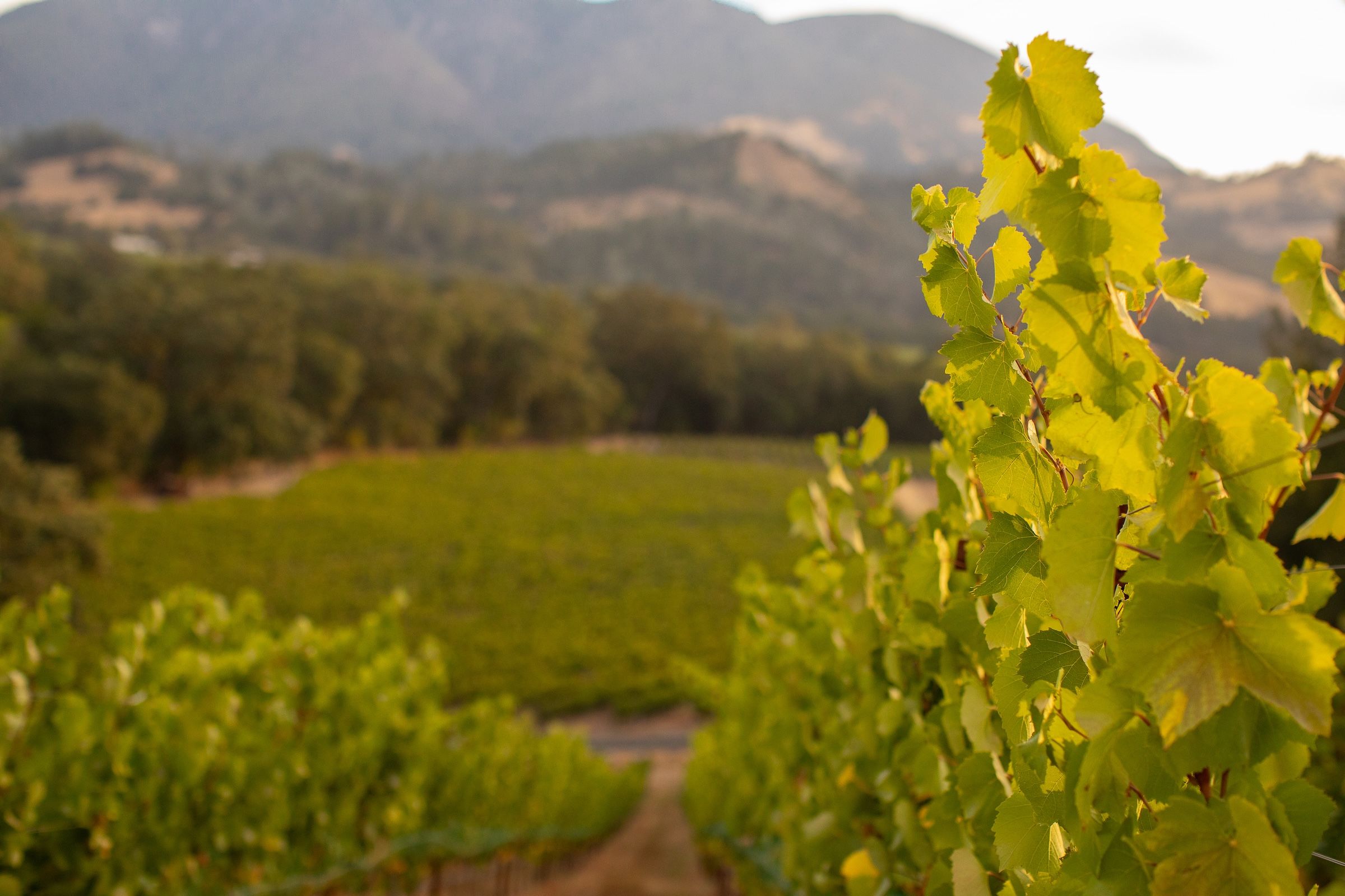 Vista of grapevines, forest, mountains.
