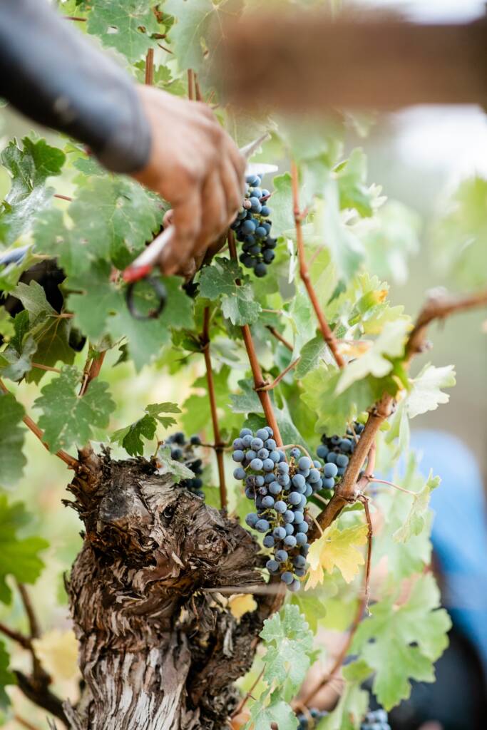 Hands cutting grape clusters.