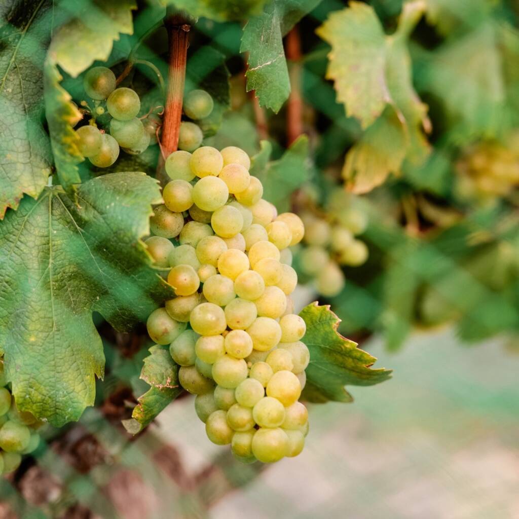 Close-up of chardonnay cluster hanging on vine